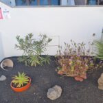 Front garden at No 31 Playa Bastian, Costa Teguise